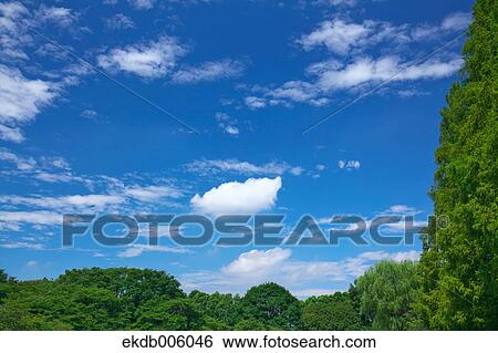 Trees and sky with clouds View Large Photo Image Stock Photograph - Trees and sky with clouds. Fotosearch