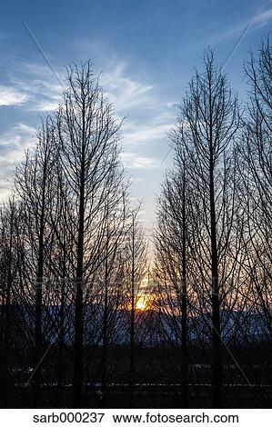 Stock Photo - Trees at sunset. Fotosearch