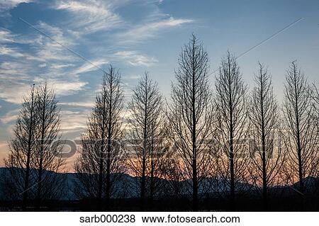 Trees at sunset View Large Photo Image Stock Photo - Trees at sunset. Fotosearch