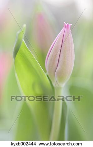 Picture - Tulip Field. Fotosearch