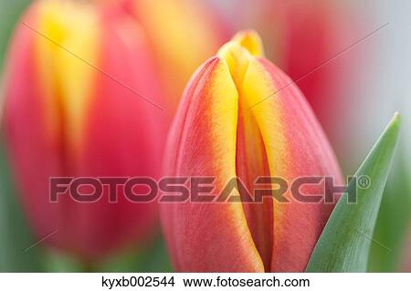 Tulip Field View Large Photo Image Picture - Tulip Field. Fotosearch