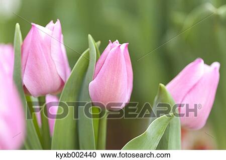 Tulip Field View Large Photo Image Stock Image - Tulip Field. Fotosearch