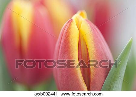 Tulip Field View Large Photo Image Stock Image - Tulip Field. Fotosearch