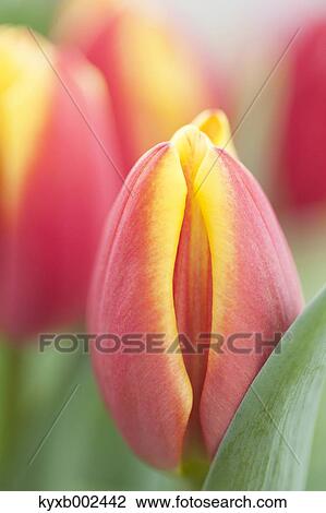 Stock Image - Tulip Field. Fotosearch