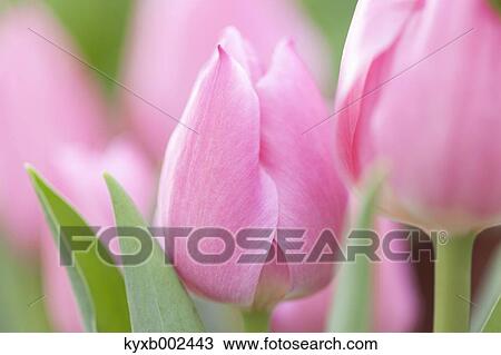 Tulip Field View Large Photo Image Stock Image - Tulip Field. Fotosearch