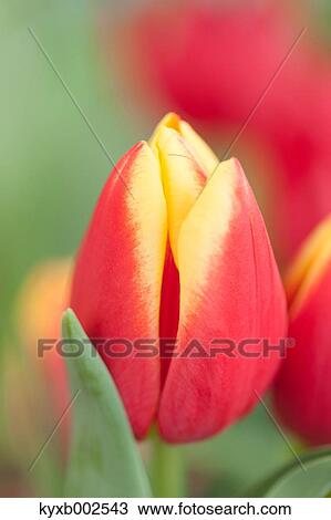 Tulip Field View Large Photo Image Stock Image - Tulip Field. Fotosearch