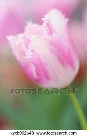 Tulip Field View Large Photo Image Stock Photo - Tulip Field. Fotosearch