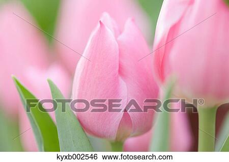 Stock Photograph - Tulip Field. Fotosearch