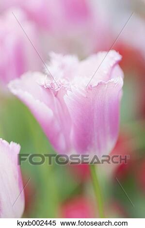 Tulip Field View Large Photo Image Stock Photography - Tulip Field. Fotosearch