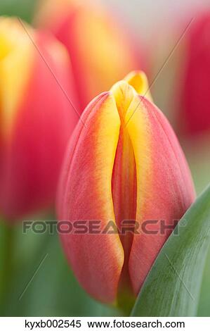 Stock Photography - Tulip Field. Fotosearch