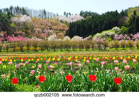 Tulip Field View Large Photo Image Stock Photography - Tulip Field. Fotosearch