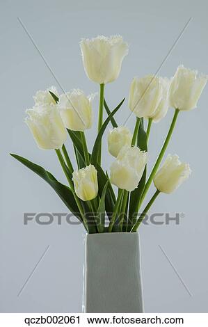 Tulips View Large Photo Image Stock Image - Tulips. Fotosearch