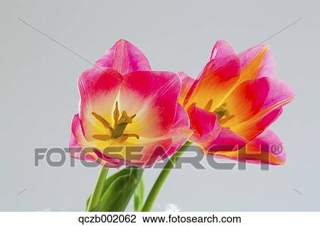Tulips View Large Photo Image Stock Image - Tulips. Fotosearch