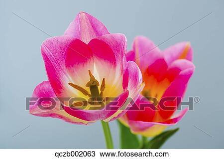 Tulips View Large Photo Image Stock Image - Tulips. Fotosearch