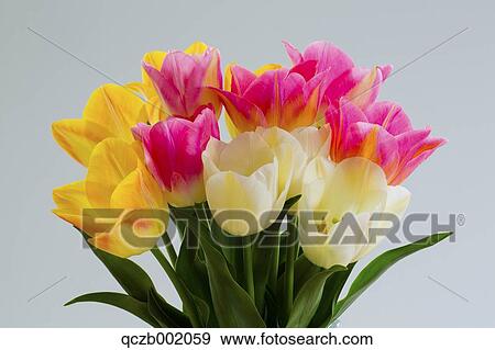 Tulips View Large Photo Image Stock Photo - Tulips. Fotosearch