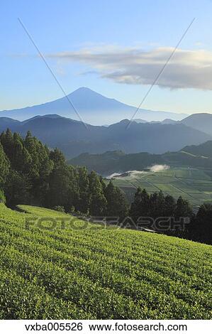 View Of Mount Fuji, Shizuoka Prefecture, Japan View Large Photo Image Stock Photograph - View Of Mount Fuji, Shizuoka Prefecture, Japan. Fotosearch