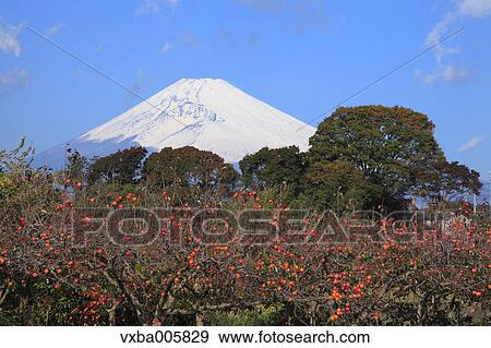 View of Mount Fuji View Large Photo Image Stock Photo - View of Mount Fuji. Fotosearch