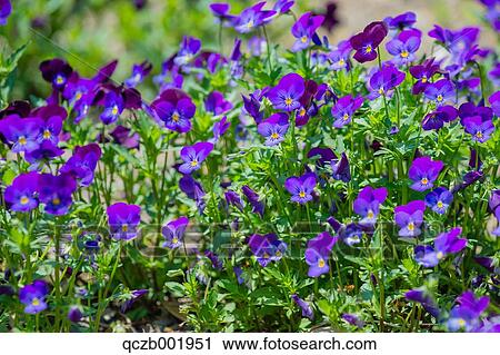 Viola Flowers View Large Photo Image Stock Image - Viola Flowers. Fotosearch