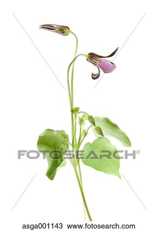 Violet View Large Photo Image Stock Image - Violet. Fotosearch