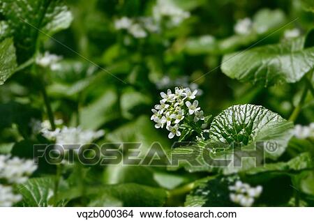 Wasabi View Large Photo Image Picture - Wasabi. Fotosearch