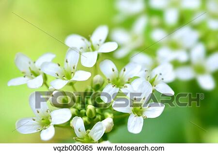 Wasabi View Large Photo Image Stock Photography - Wasabi. Fotosearch