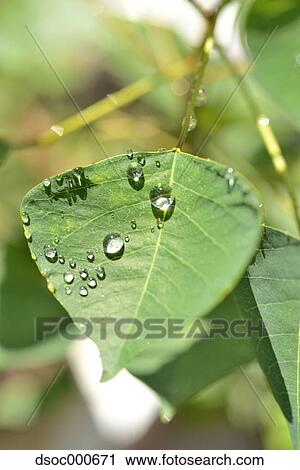 Water drops on green leaf View Large Photo Image Stock Image - Water drops on green leaf. Fotosearch