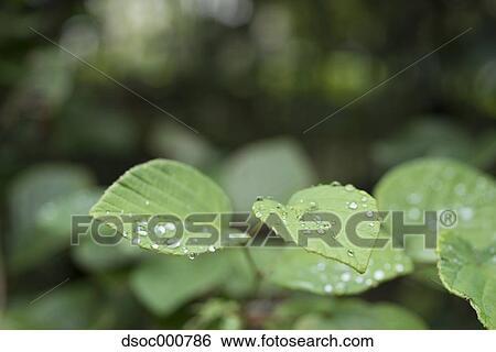Stock Photograph - Water drops on leaves. Fotosearch
