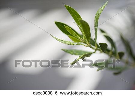 Stock Photograph - Water drops on leaves. Fotosearch