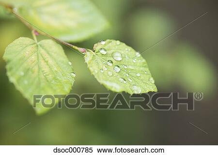 Stock Photography - Water drops on leaves. Fotosearch