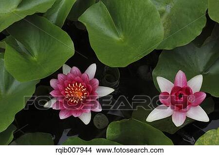 Picture - Water Lily. Fotosearch