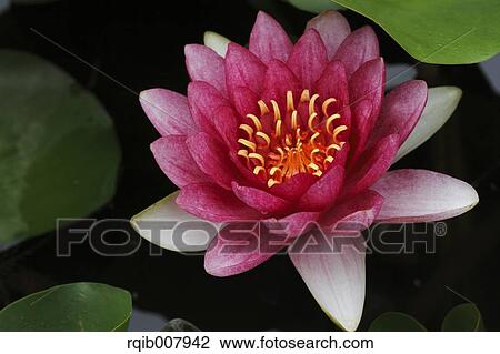 Stock Image - Water Lily. Fotosearch