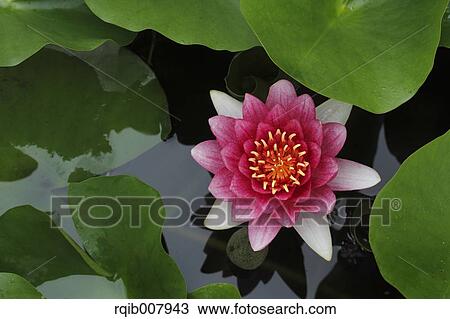 Water Lily View Large Photo Image Stock Image - Water Lily. Fotosearch