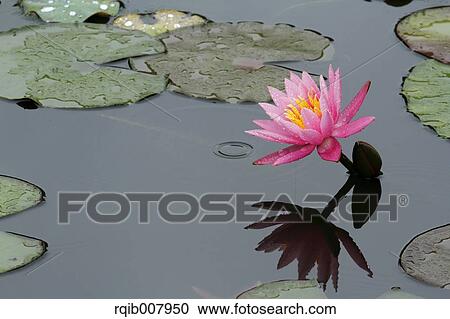 Stock Image - Water Lily. Fotosearch