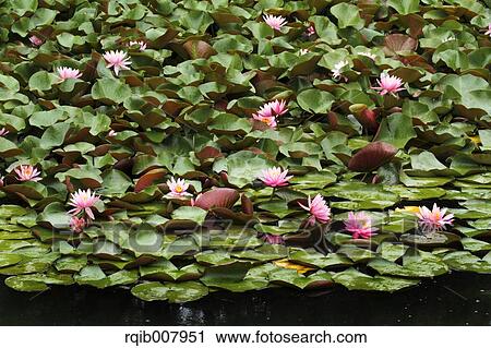 Water Lily View Large Photo Image Stock Image - Water Lily. Fotosearch