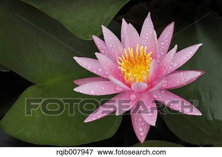 Stock Photo - Water Lily. Fotosearch
