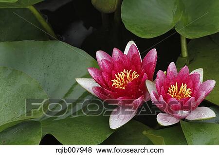 Water Lily View Large Photo Image Stock Photo - Water Lily. Fotosearch