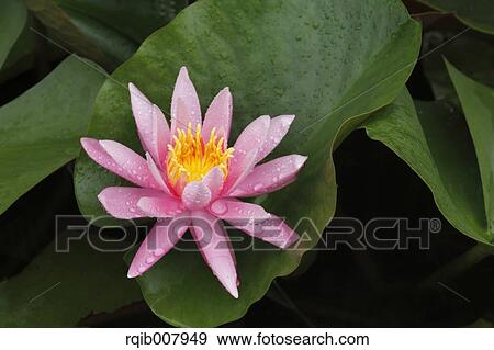 Stock Photo - Water Lily. Fotosearch