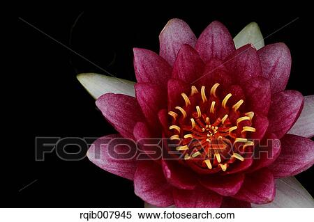 Water Lily View Large Photo Image Stock Photography - Water Lily. Fotosearch