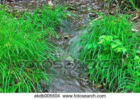 Water Stream View Large Photo Image Picture - Water Stream. Fotosearch