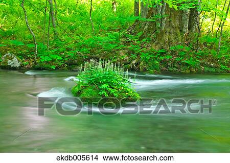 Water Stream View Large Photo Image Picture - Water Stream. Fotosearch