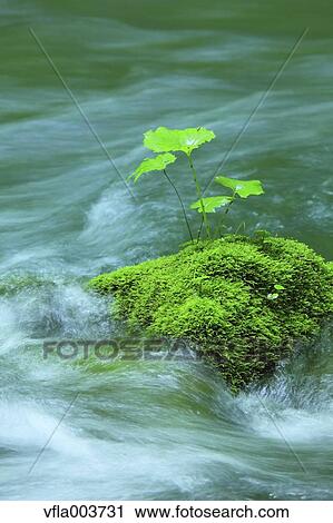 Water Stream View Large Photo Image Stock Image - Water Stream. Fotosearch
