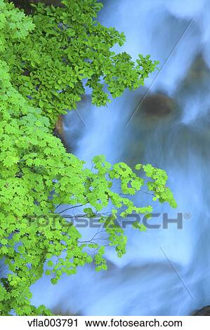 Water Stream View Large Photo Image Stock Image - Water Stream. Fotosearch