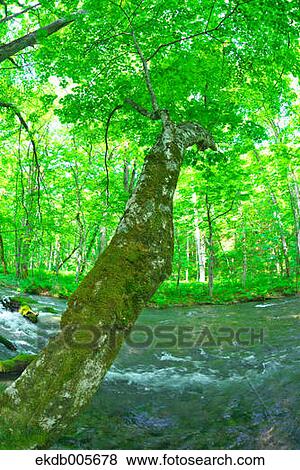 Water Stream View Large Photo Image Stock Photo - Water Stream. Fotosearch