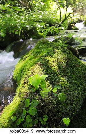 Water Stream View Large Photo Image Stock Photo - Water Stream. Fotosearch