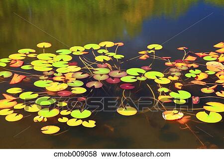 Stock Photo - Waterweed. Fotosearch