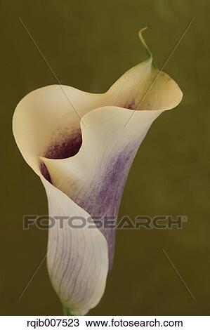 White flower View Large Photo Image Stock Image - White flower. Fotosearch