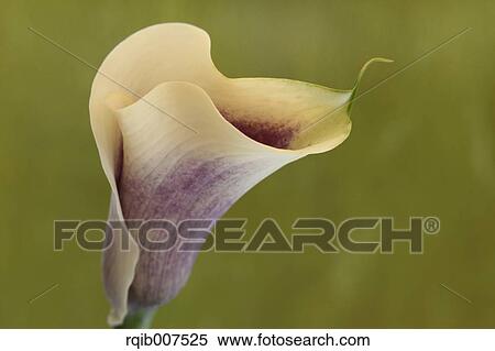Stock Photography - White flower. Fotosearch