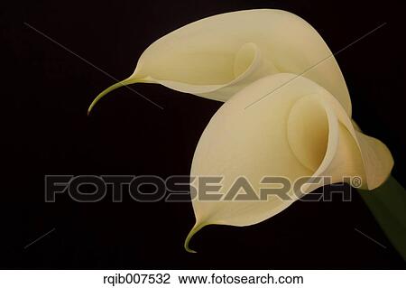 White flowers View Large Photo Image Stock Image - White flowers. Fotosearch