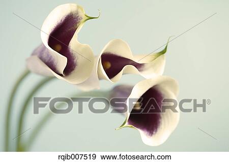 White flowers View Large Photo Image Stock Photo - White flowers. Fotosearch