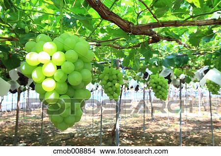 Picture - White grapes. Fotosearch